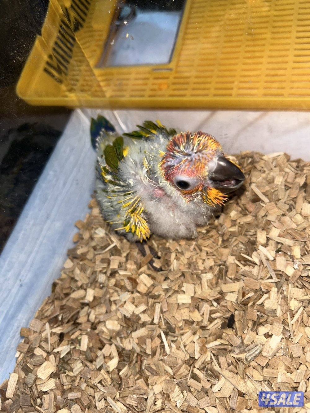 سن كنيور سوبر جامبو انتاج مزرعه ٨٠ لا يُقبل التفاوض حدي ٨٠2