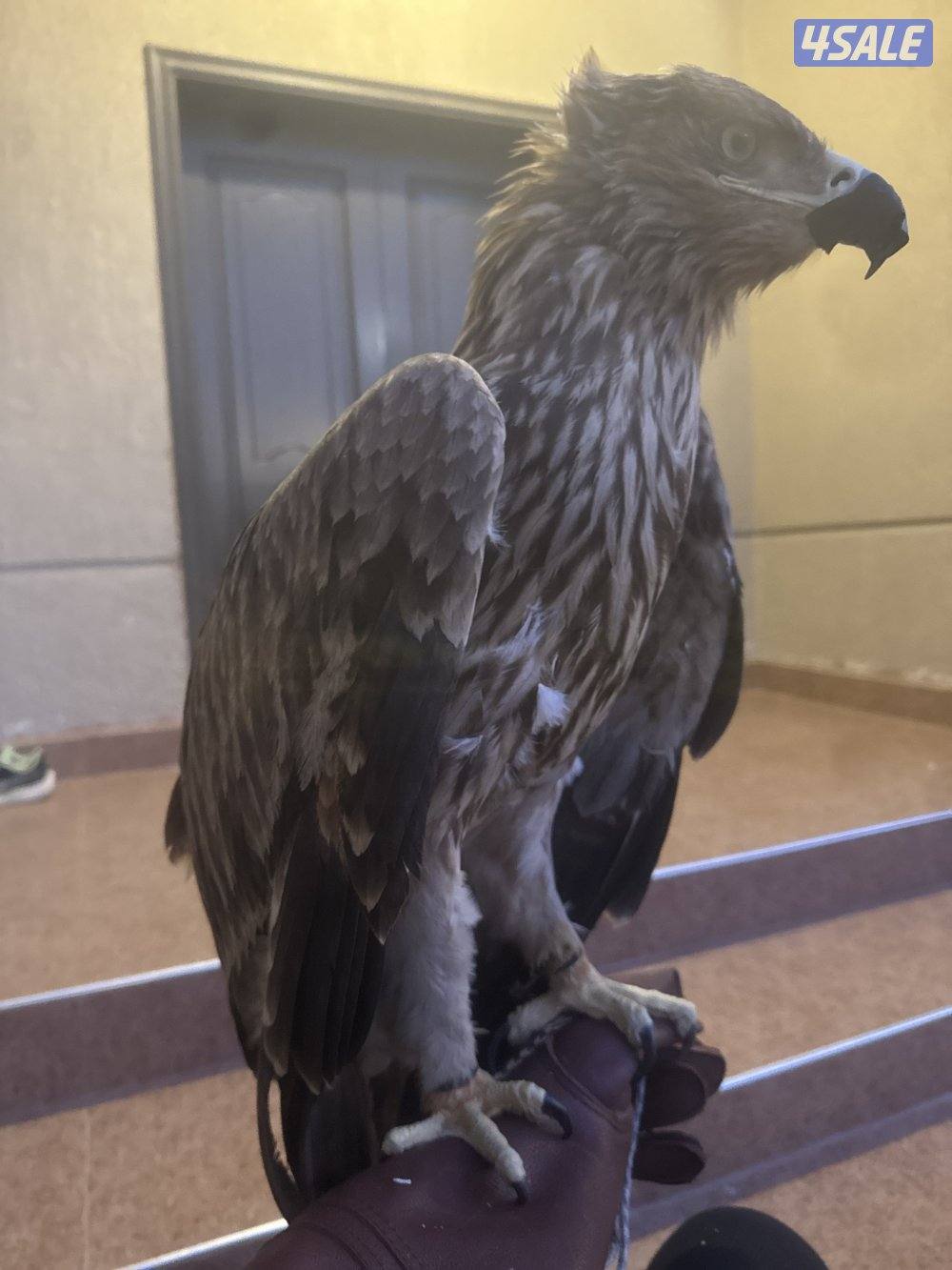 للبيع عقا ب ملكي0