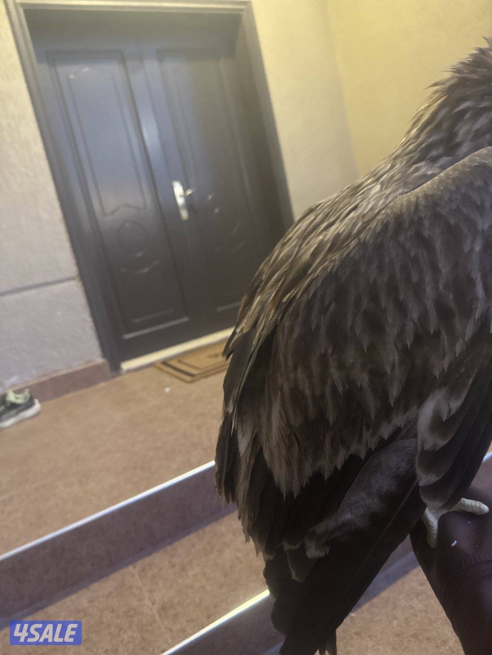 للبيع عقا ب ملكي1