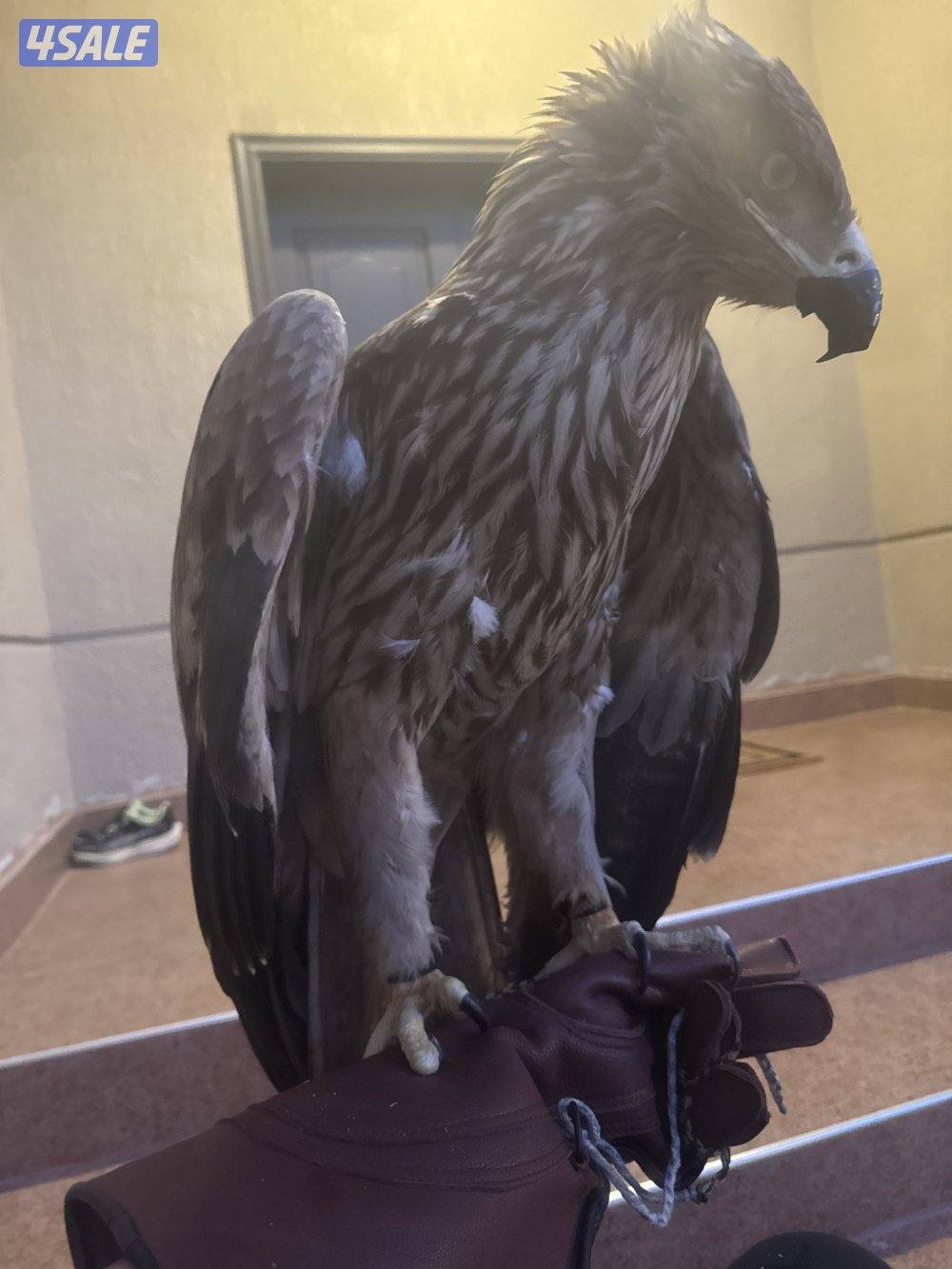 للبيع عقا ب ملكي2