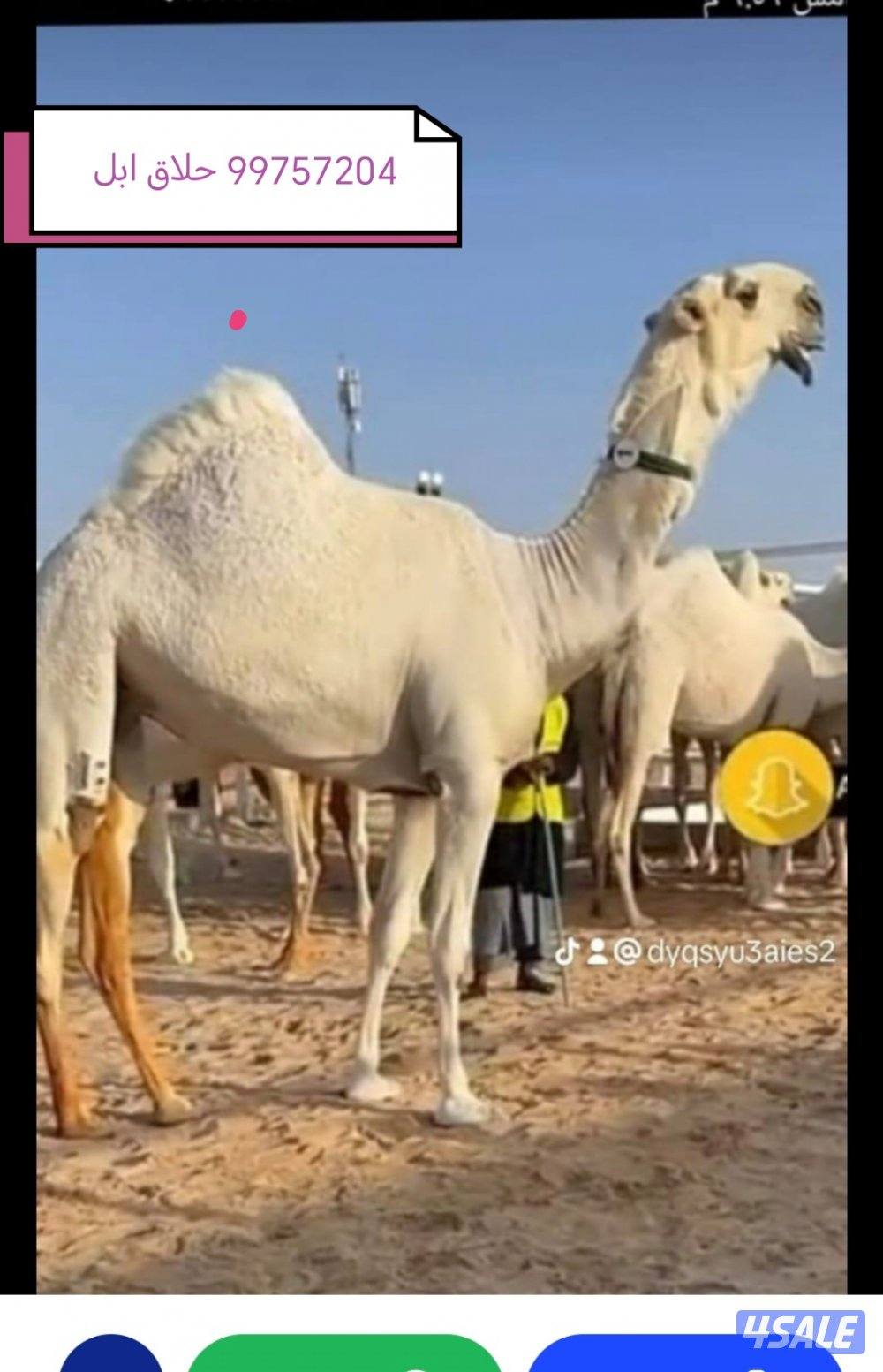 حلاقه وغسيل ابل جميع مناطق الكويت0