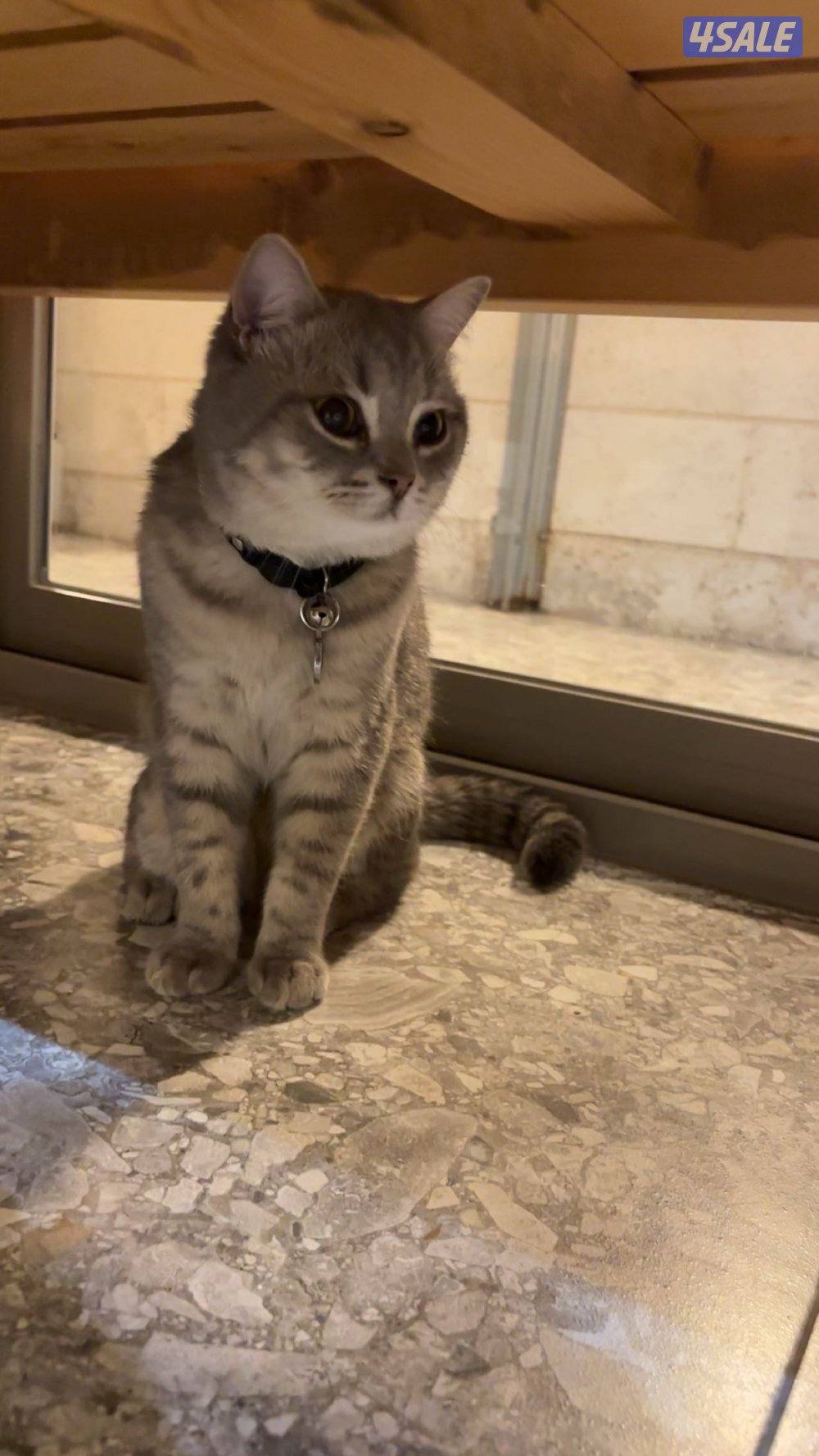 Scottish cat , male , year old0