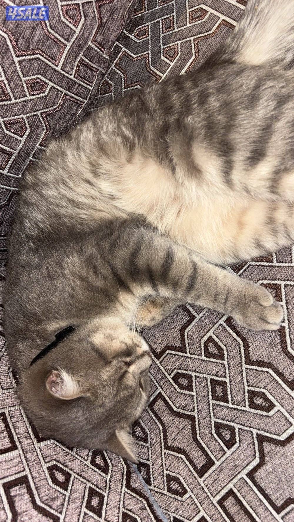 Scottish cat , male , year old1