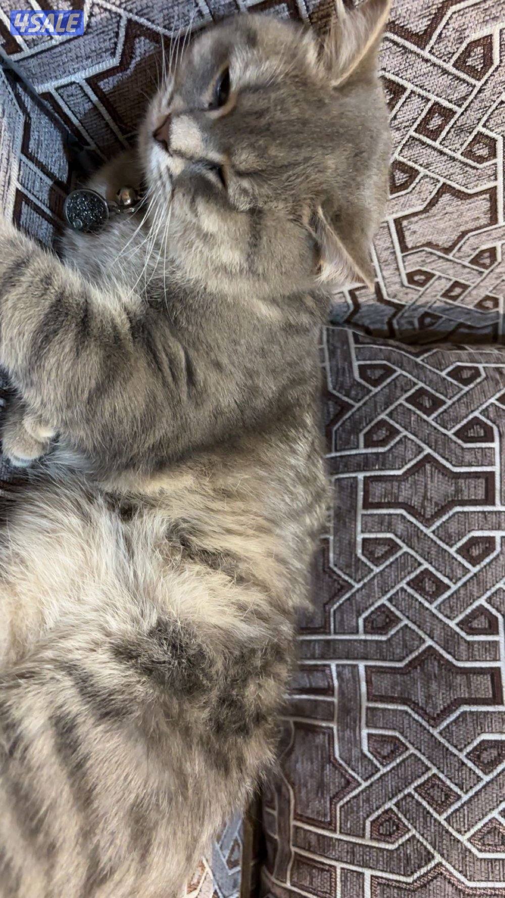 Scottish cat , male , year old2