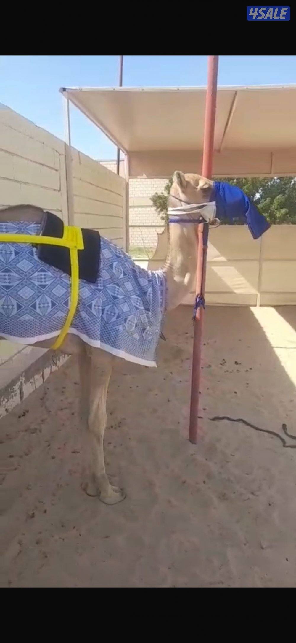 للبيع حقايق هجن0