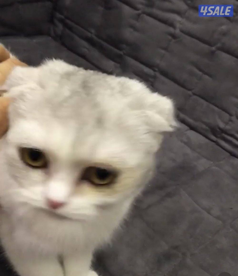 قطه للتبني بدون رسوم1