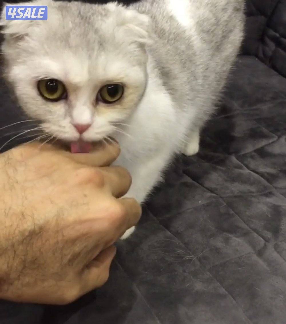 قطه للتبني بدون رسوم0