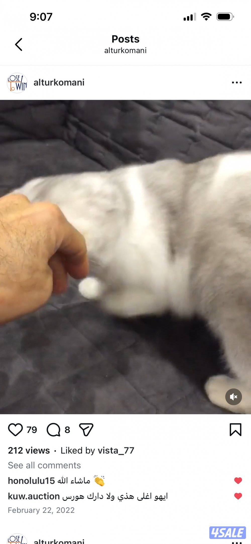 قطه للتبني بدون رسوم2