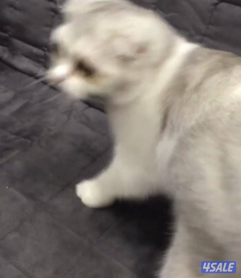 قطه للتبني بدون رسوم3