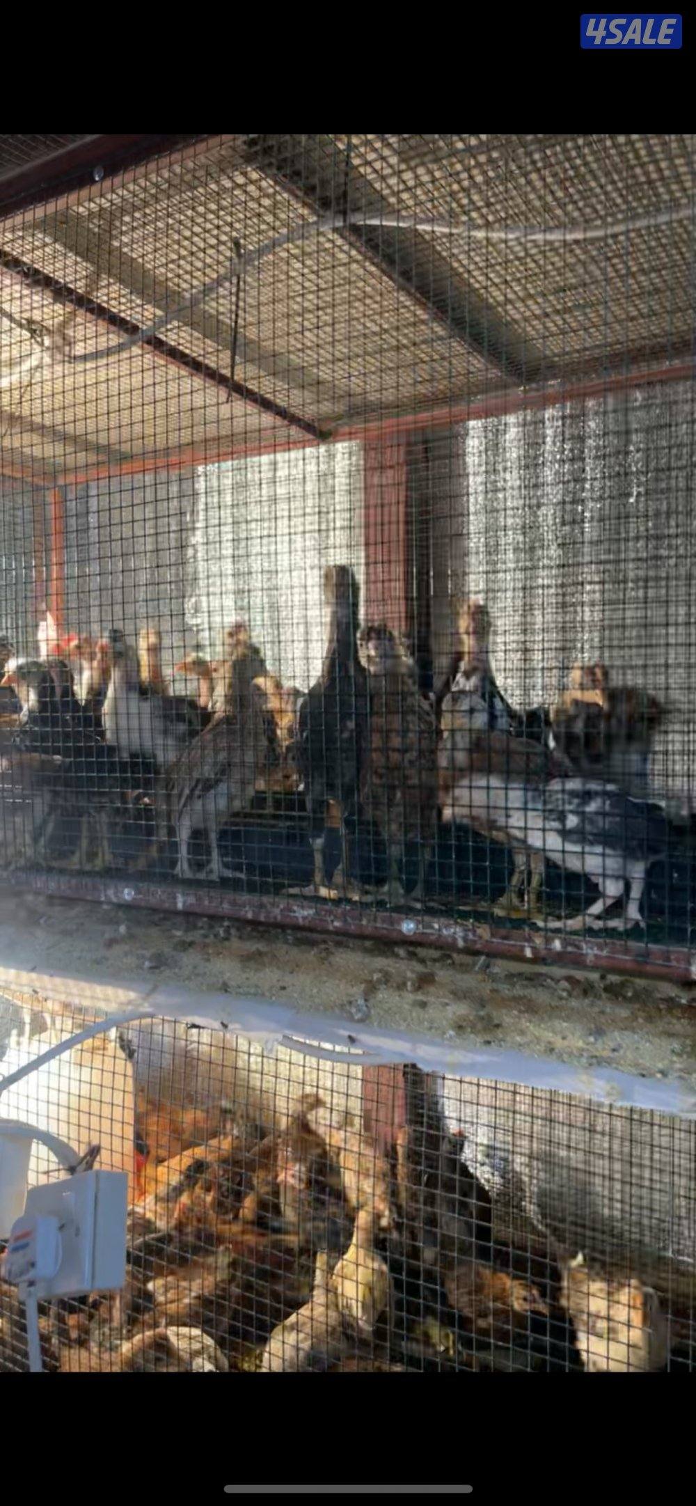 مجموعات دجاج0