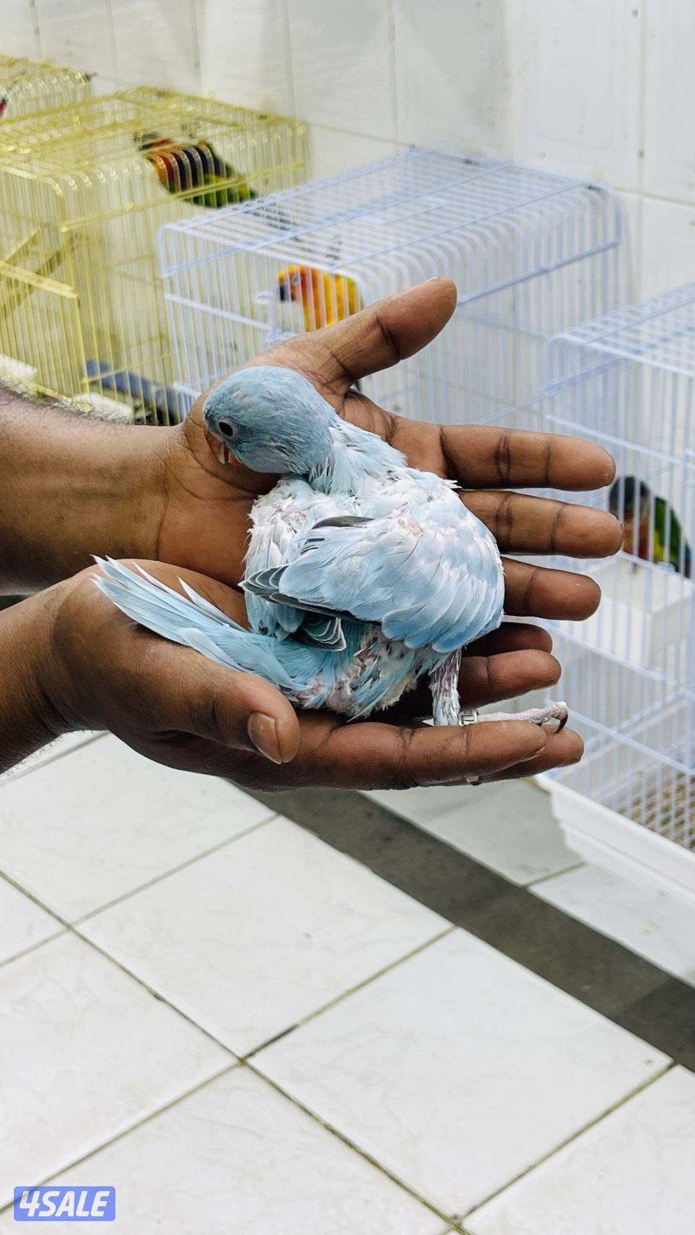 للبيع فرخ بيبي متوه0