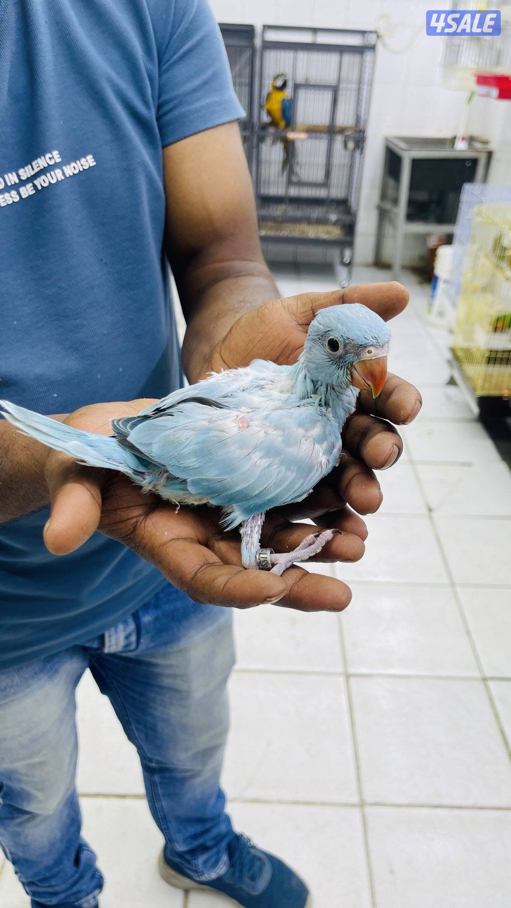 للبيع فرخ بيبي متوه1