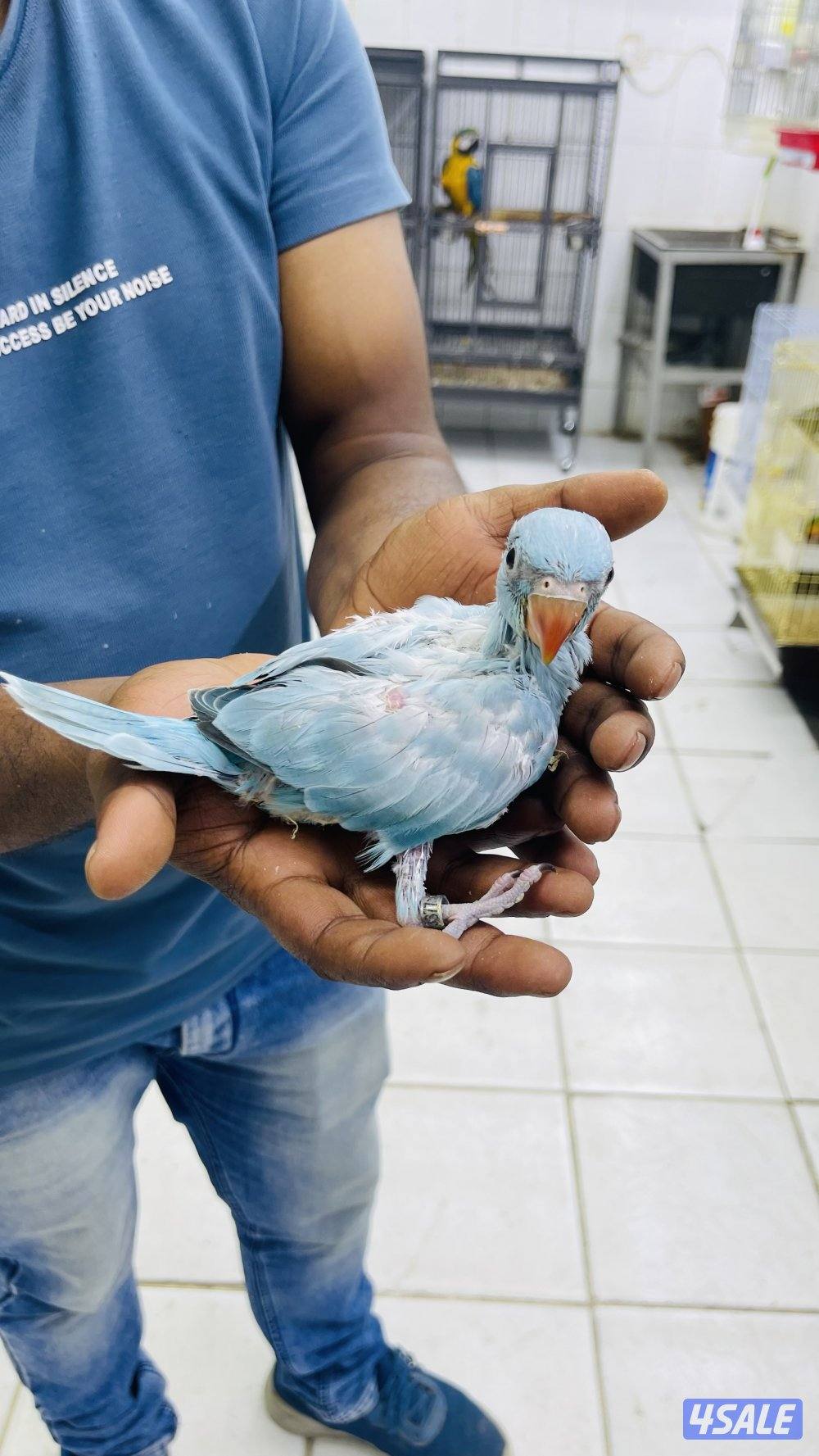 للبيع فرخ بيبي متوه3