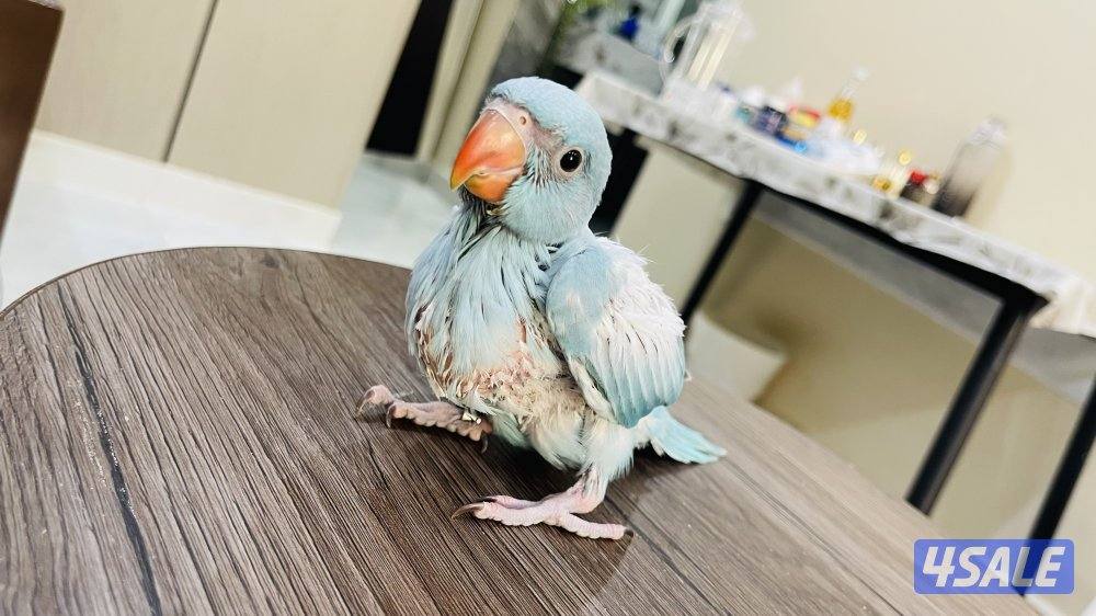 للبيع فرخ بيبي متوه2