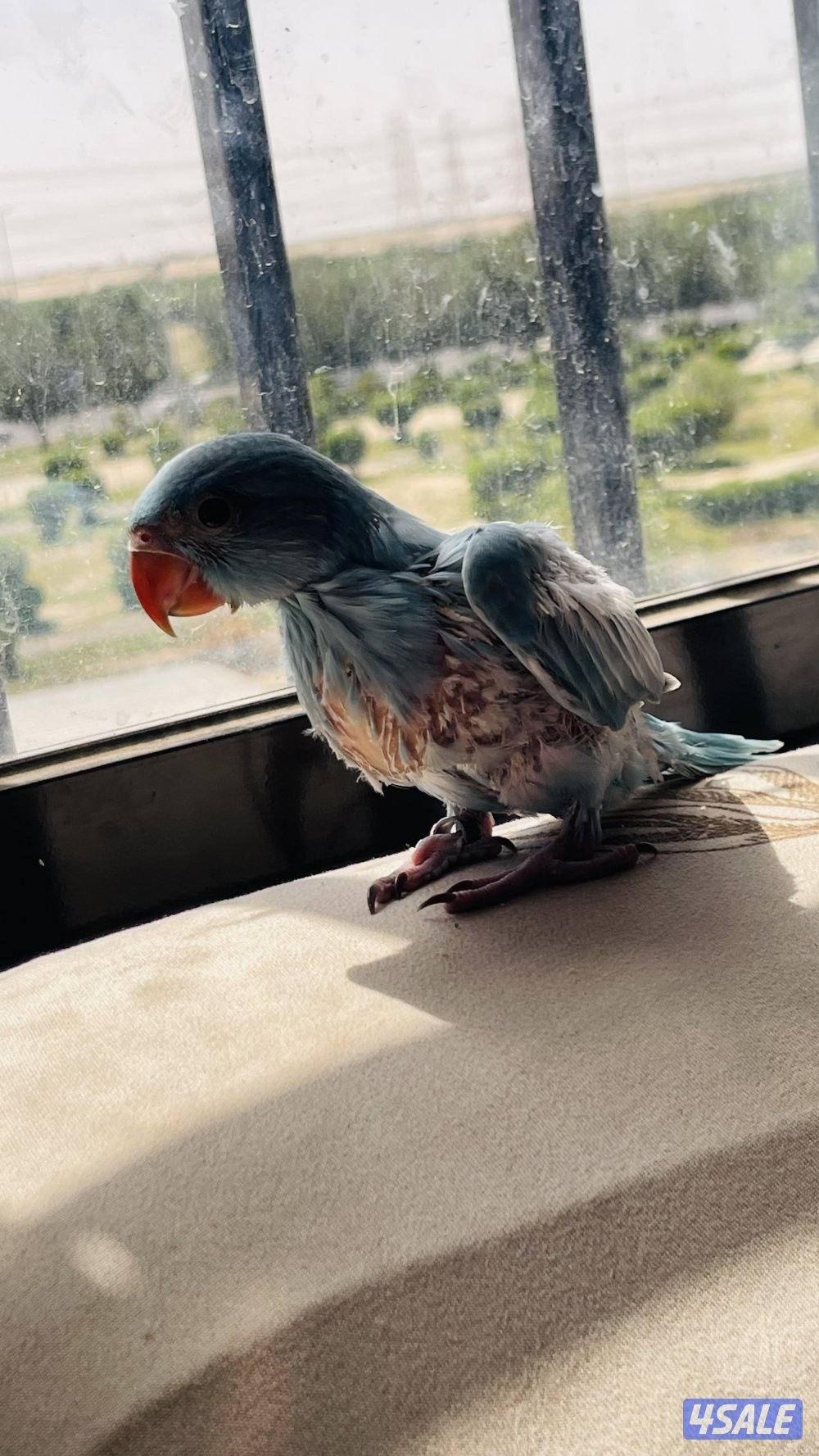 للبيع فرخ بيبي متوه4