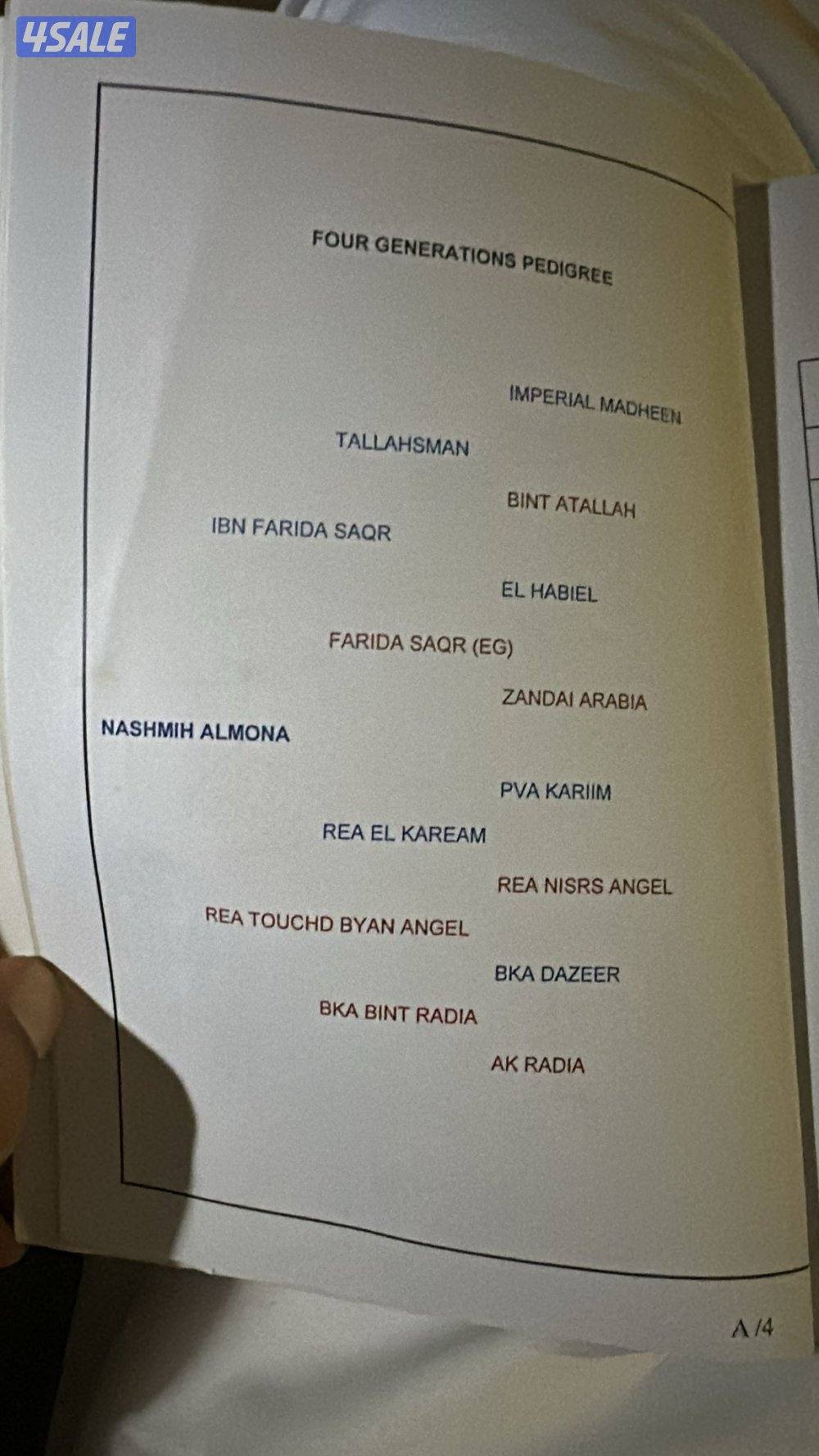 فرس مصريه العمر 4سنوات محسوفه شرط التحويل0