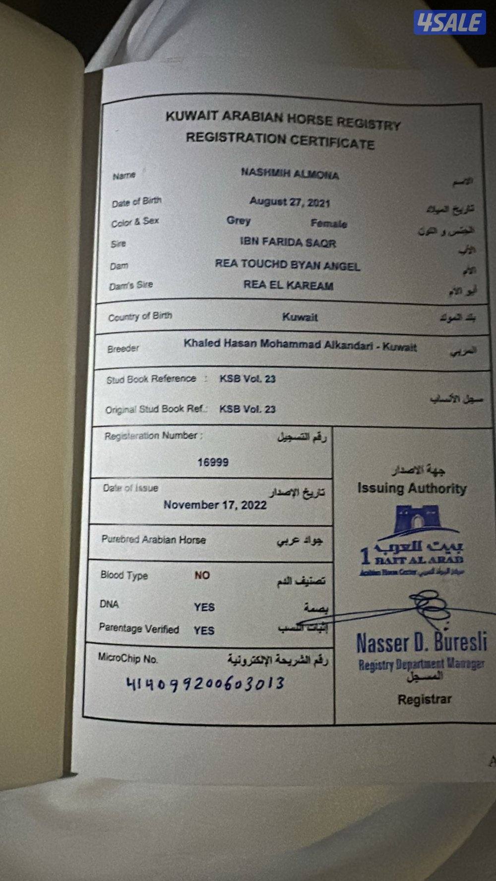 فرس مصريه العمر 4سنوات محسوفه شرط التحويل1