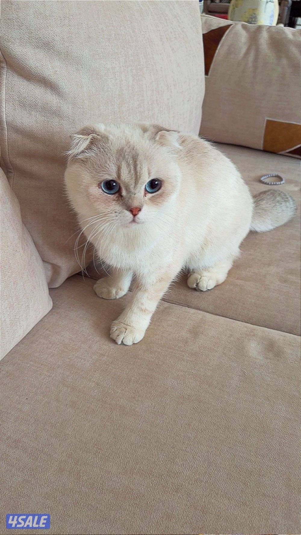 Rare Scottish Fold3