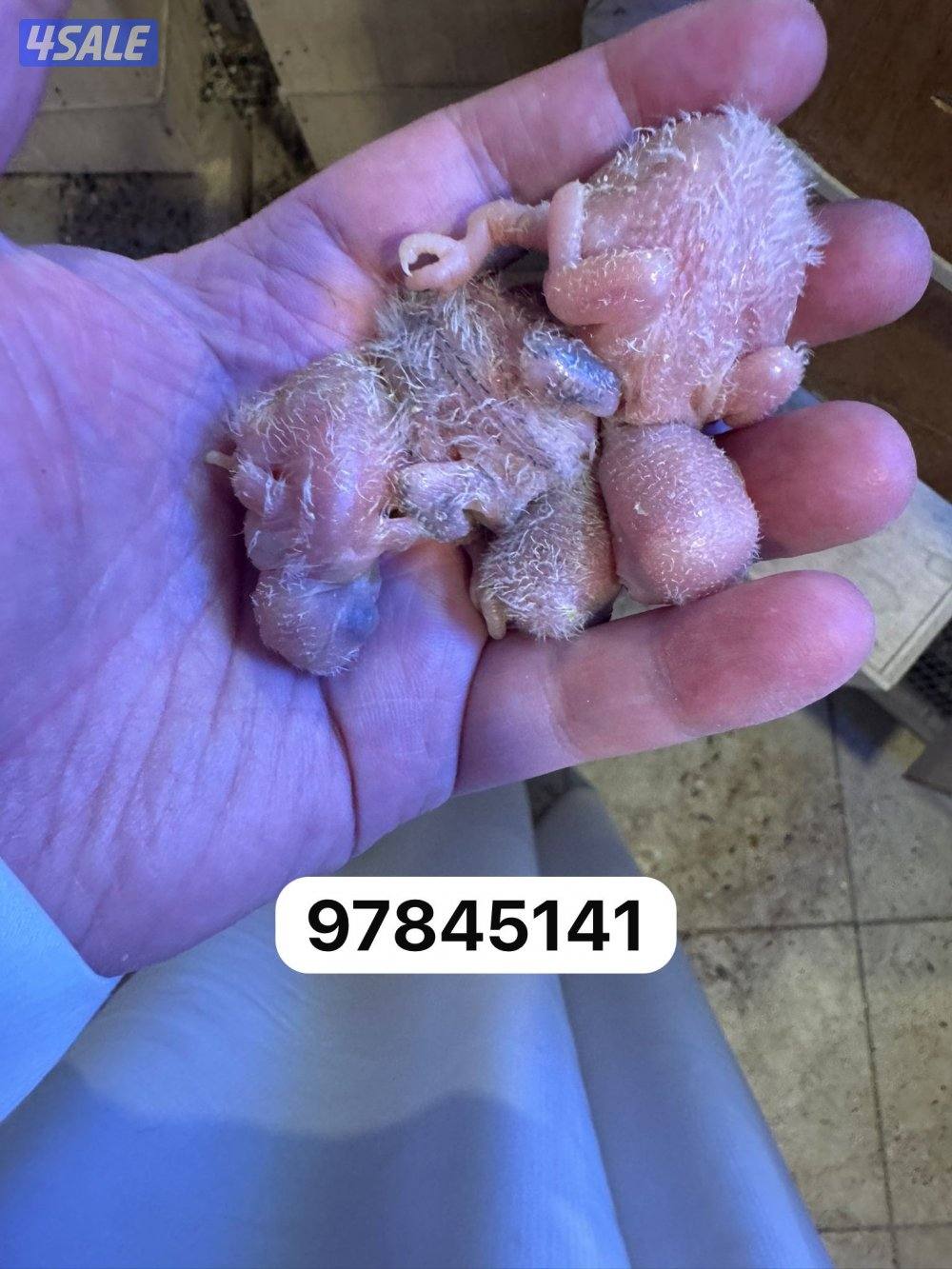 فروخ لاف بيريد0