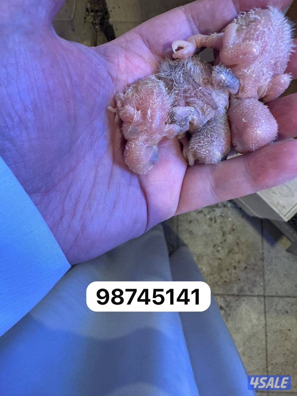 فروخ لاف بيريد1