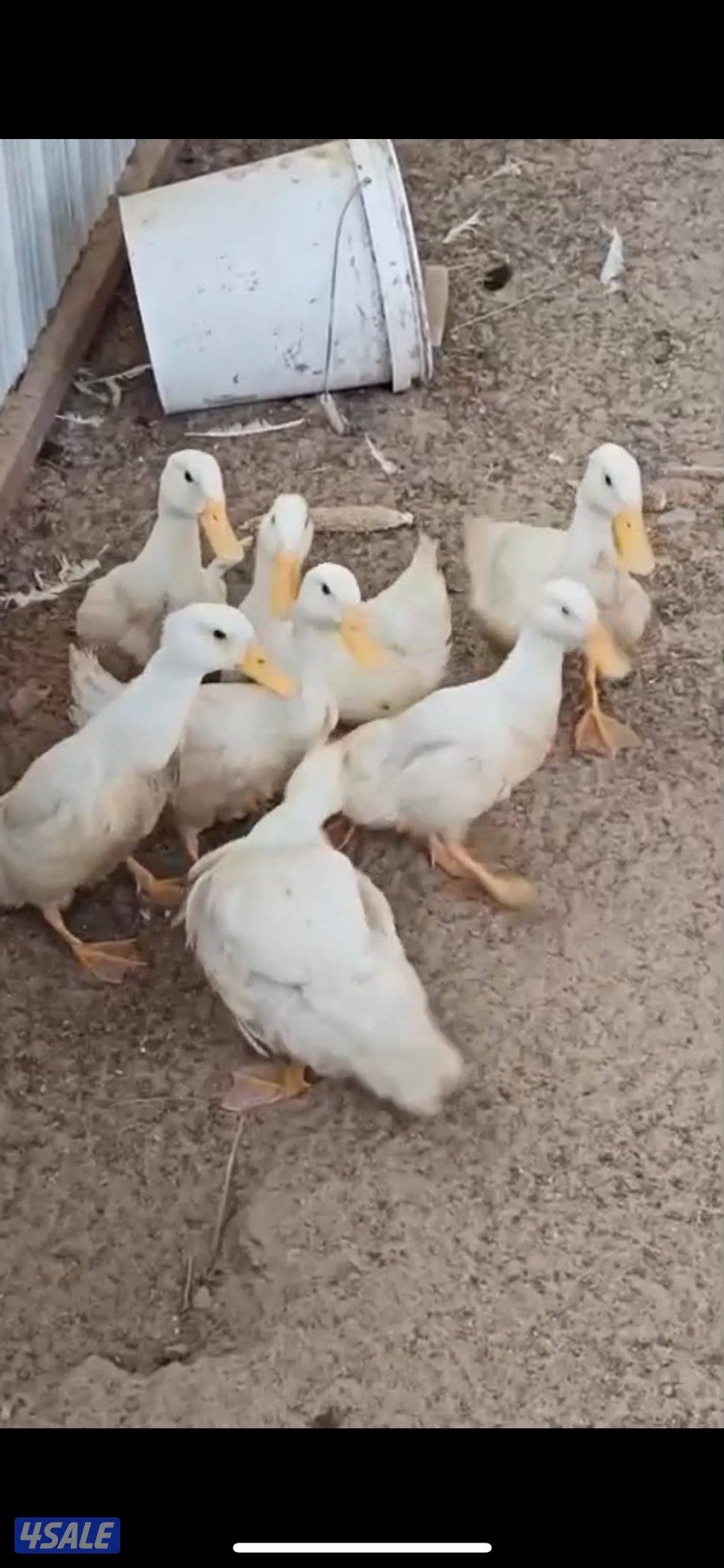 بط فرنسي عمرهم تغريبن شهرين بصحه جيده 7 حبات وتوقع 5 نثايه وذكر 20