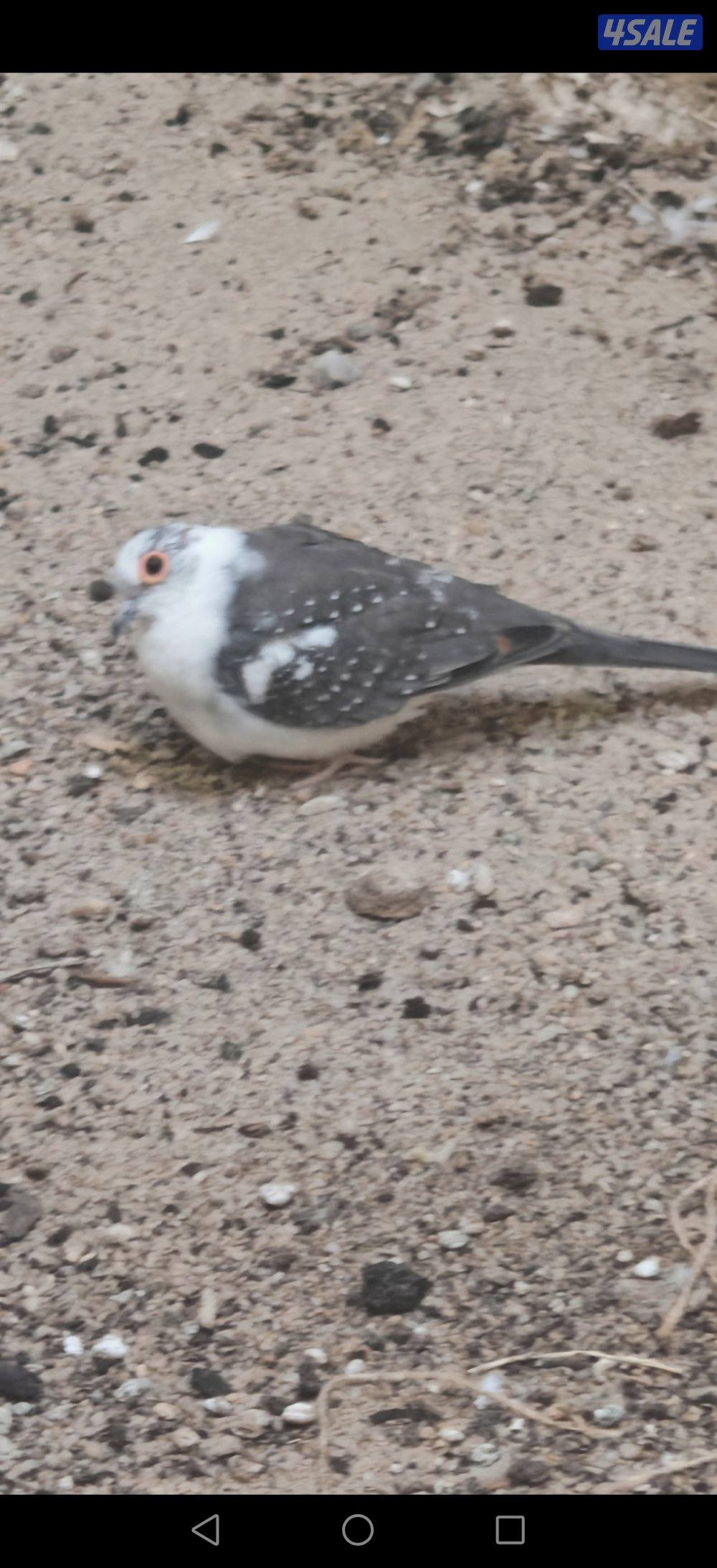 سلوي قطعة 126