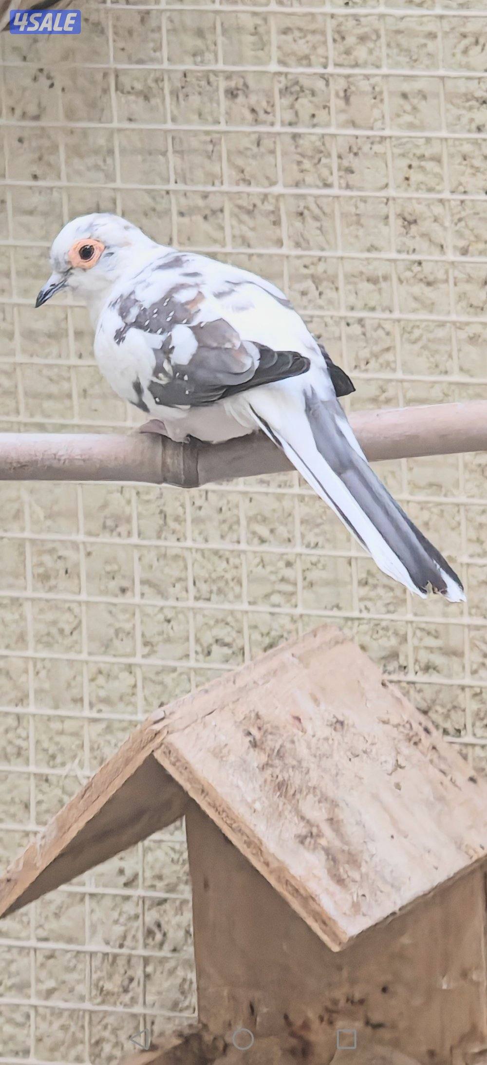 سلوي قطعة 127