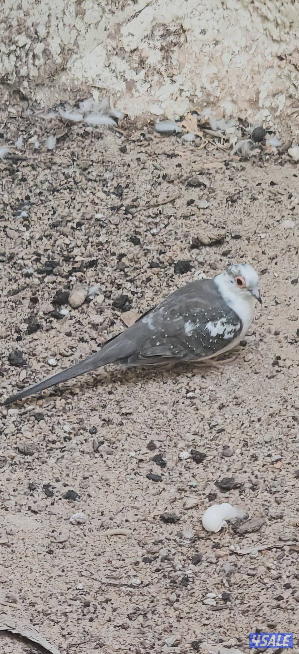 سلوي قطعة 128