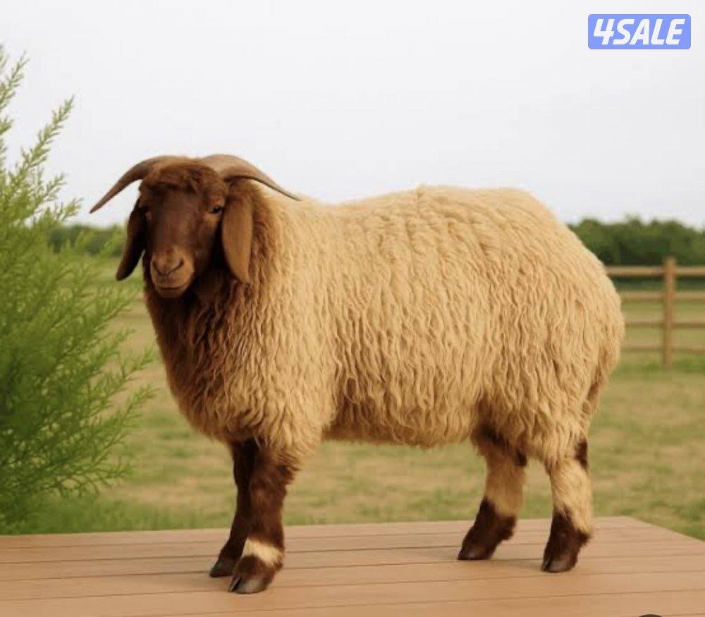 مطلوب غنم دفيع0