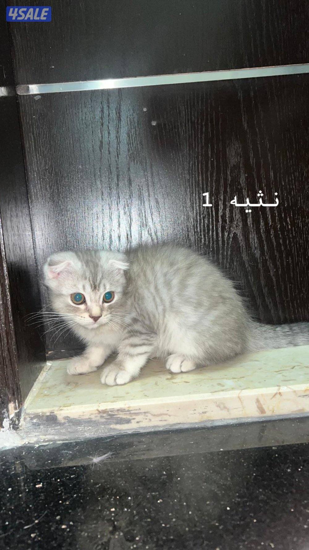 4 قطاوه اثنين ذكر اثنين نثيه - العمر: شهرين و نص  توهم مخلصين حليب0