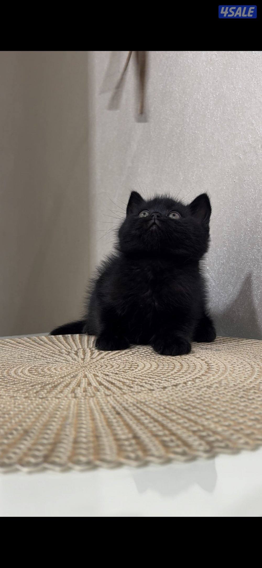 البيع برتش بيور & سكوتش فولد بيور0