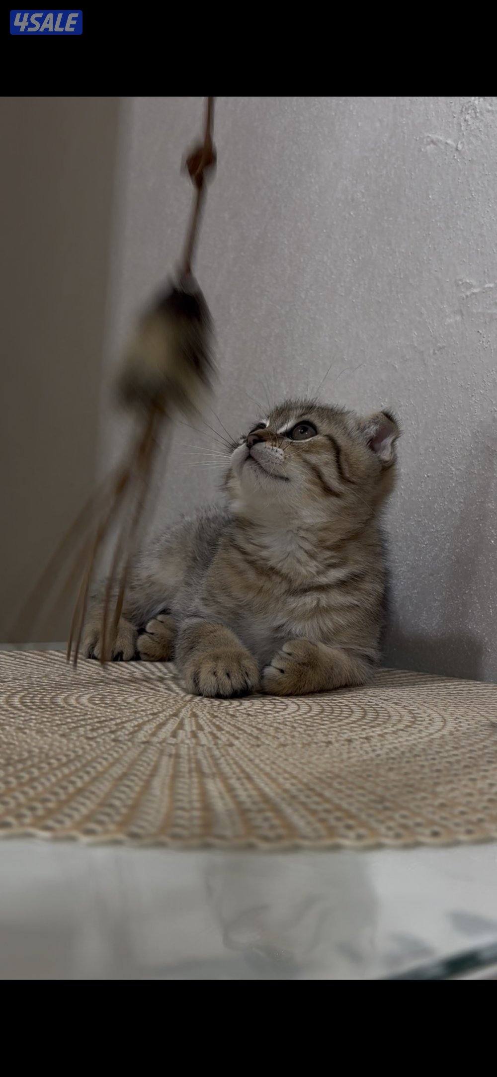 البيع برتش بيور & سكوتش فولد بيور1