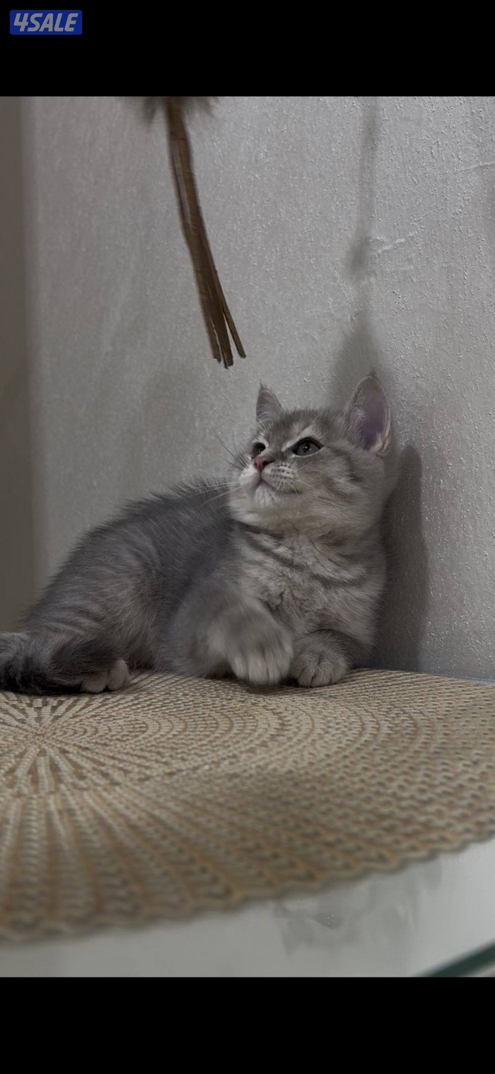 البيع برتش بيور & سكوتش فولد بيور2