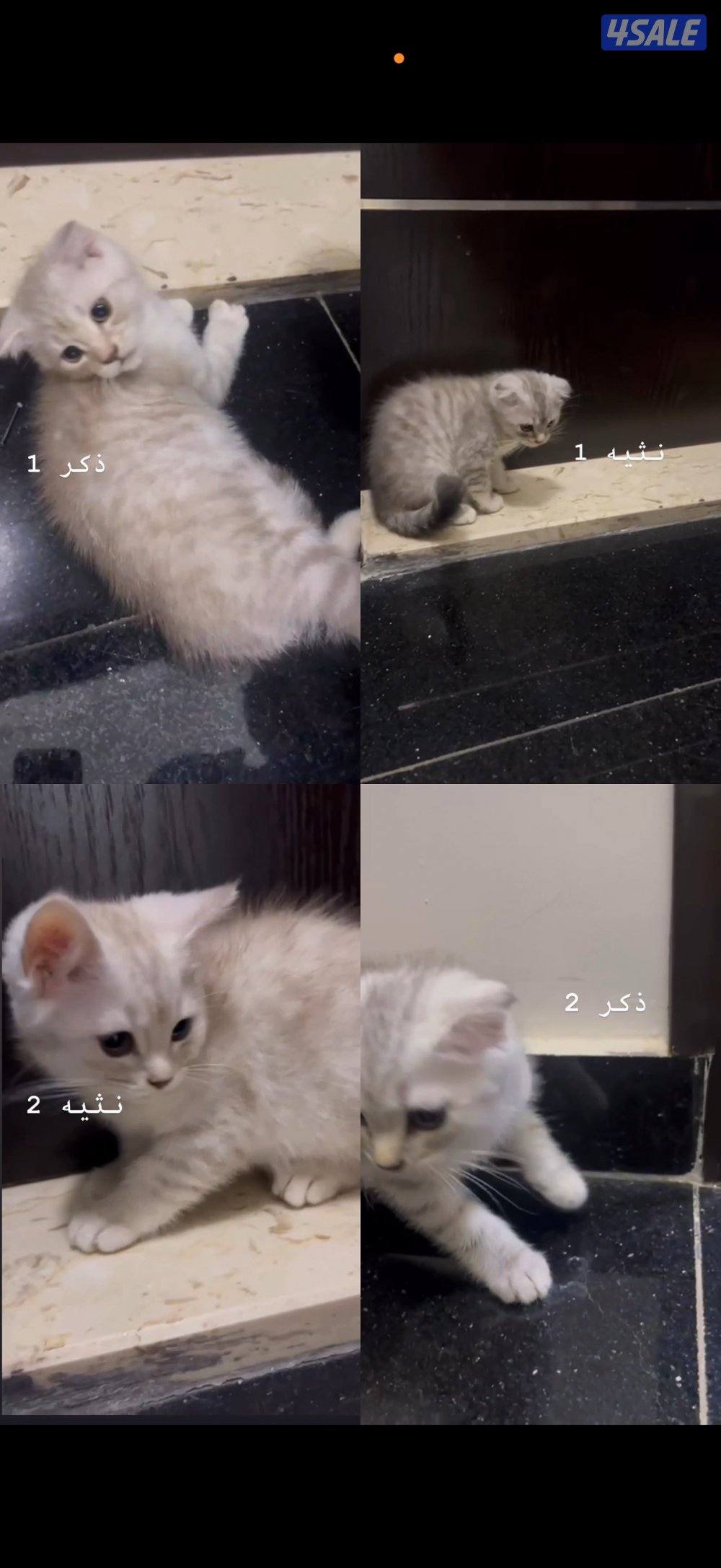 4 قطاوه اثنين ذكر اثنين نثيه - العمر: شهرين و نص  توهم مخلصين حليب1