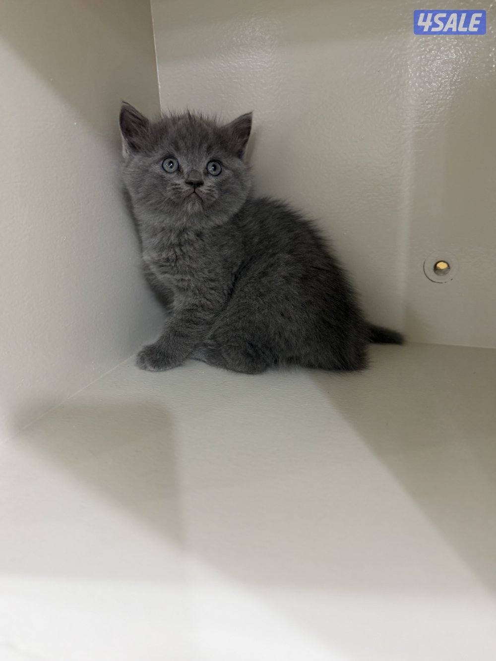 برتش بلو شورت هير0