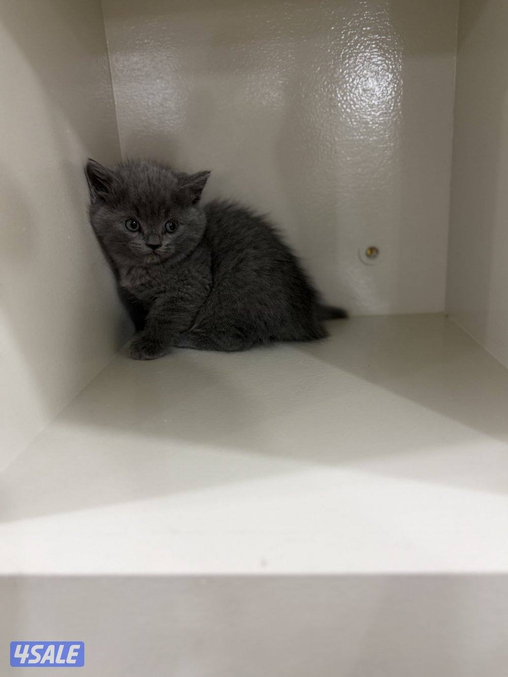 برتش بلو شورت هير1