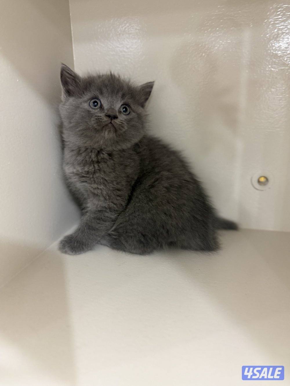 برتش بلو شورت هير2