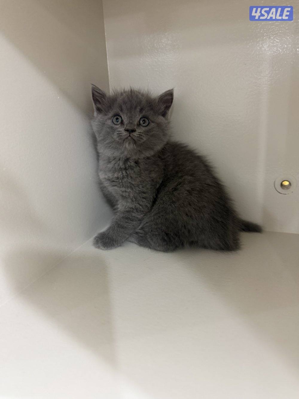 برتش بلو شورت هير3