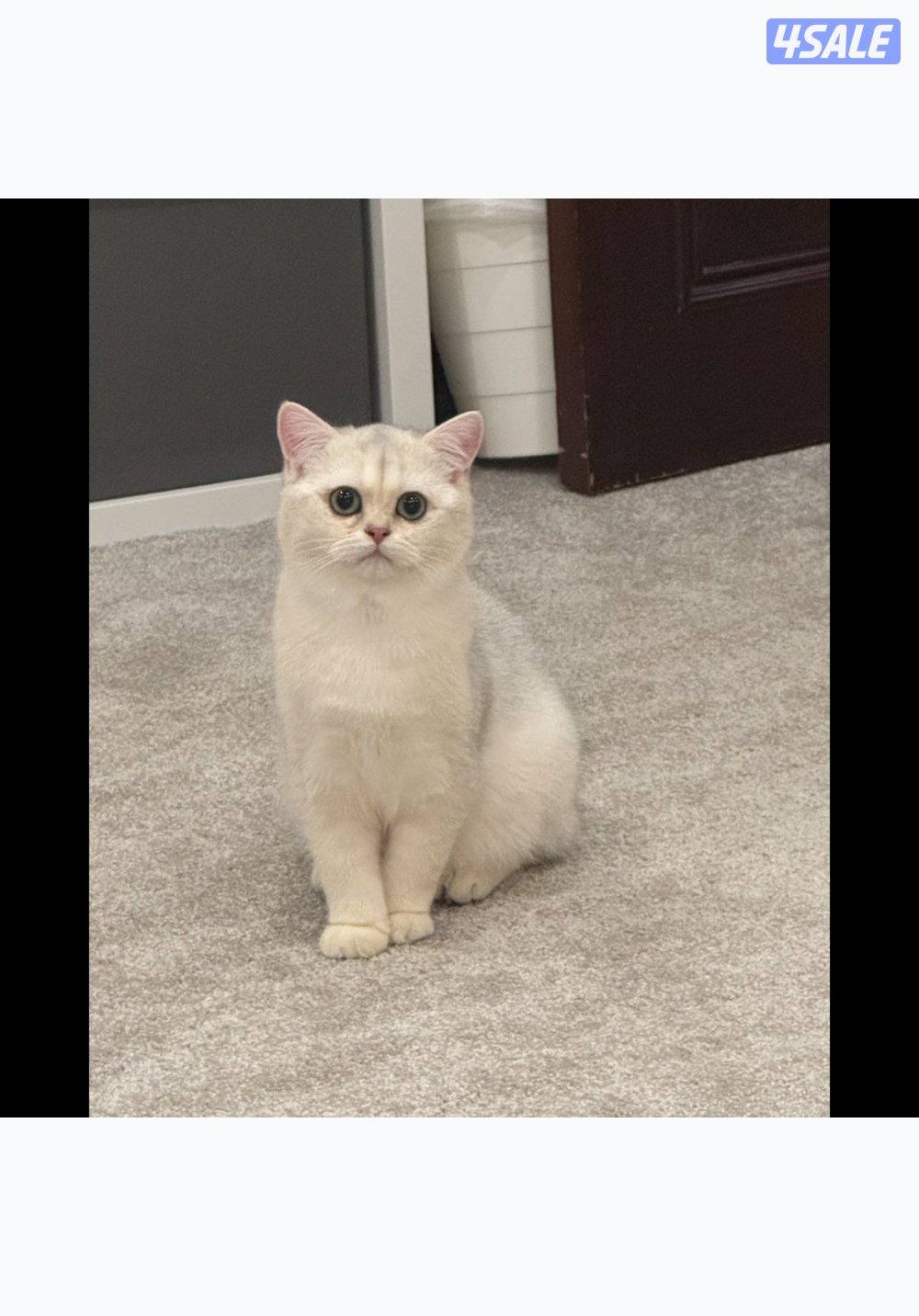 قط برتش ذكر للبيع0