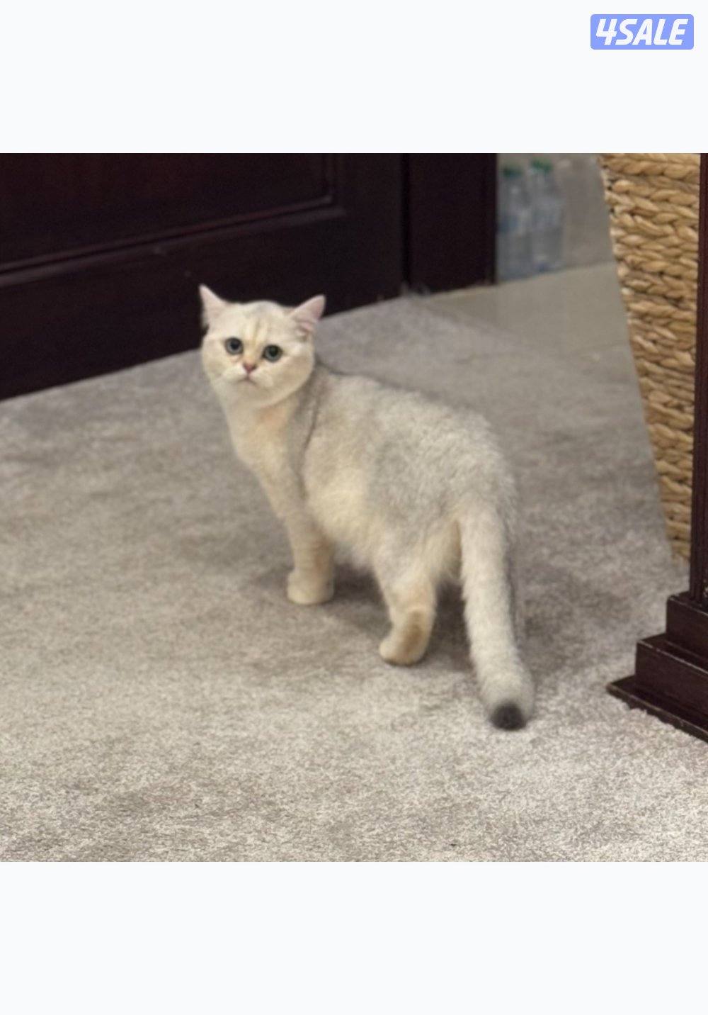 قط برتش ذكر للبيع1