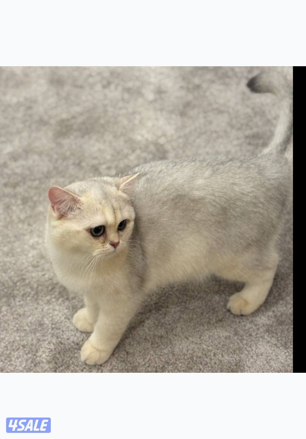 قط برتش ذكر للبيع2