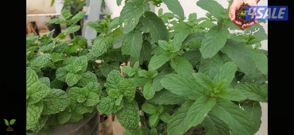 شتلات وألعاب اطفال مع ارضيات0