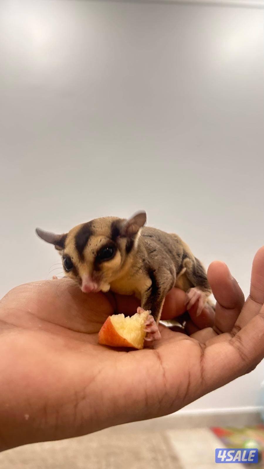 شوقر قلايدر +جميع مستلزماتهم.            sugar glider.2+ all equipment0