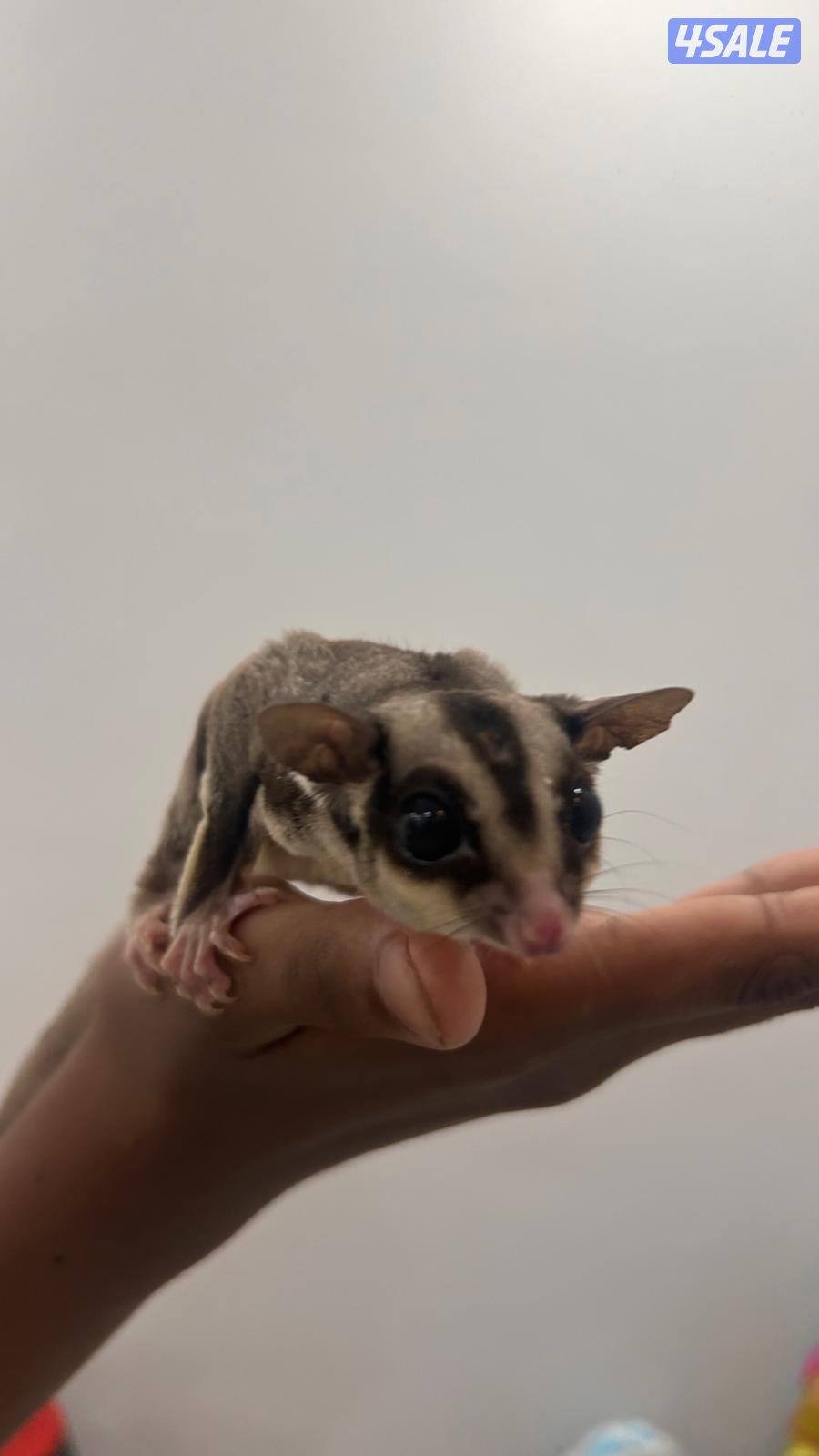 شوقر قلايدر +جميع مستلزماتهم.            sugar glider.2+ all equipment2