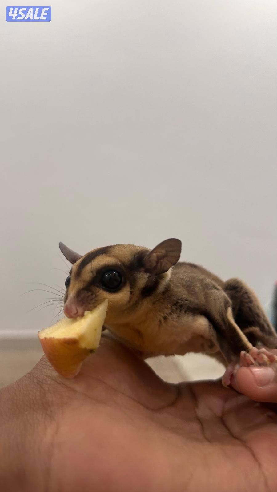 شوقر قلايدر +جميع مستلزماتهم.            sugar glider.2+ all equipment1