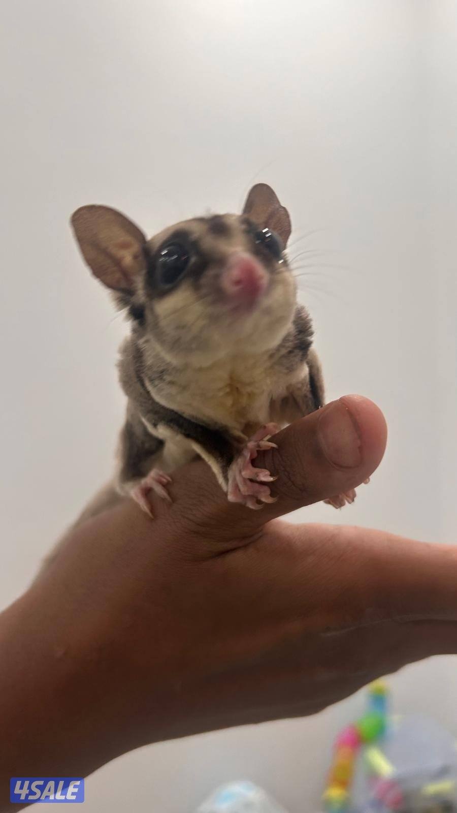 شوقر قلايدر +جميع مستلزماتهم.            sugar glider.2+ all equipment3