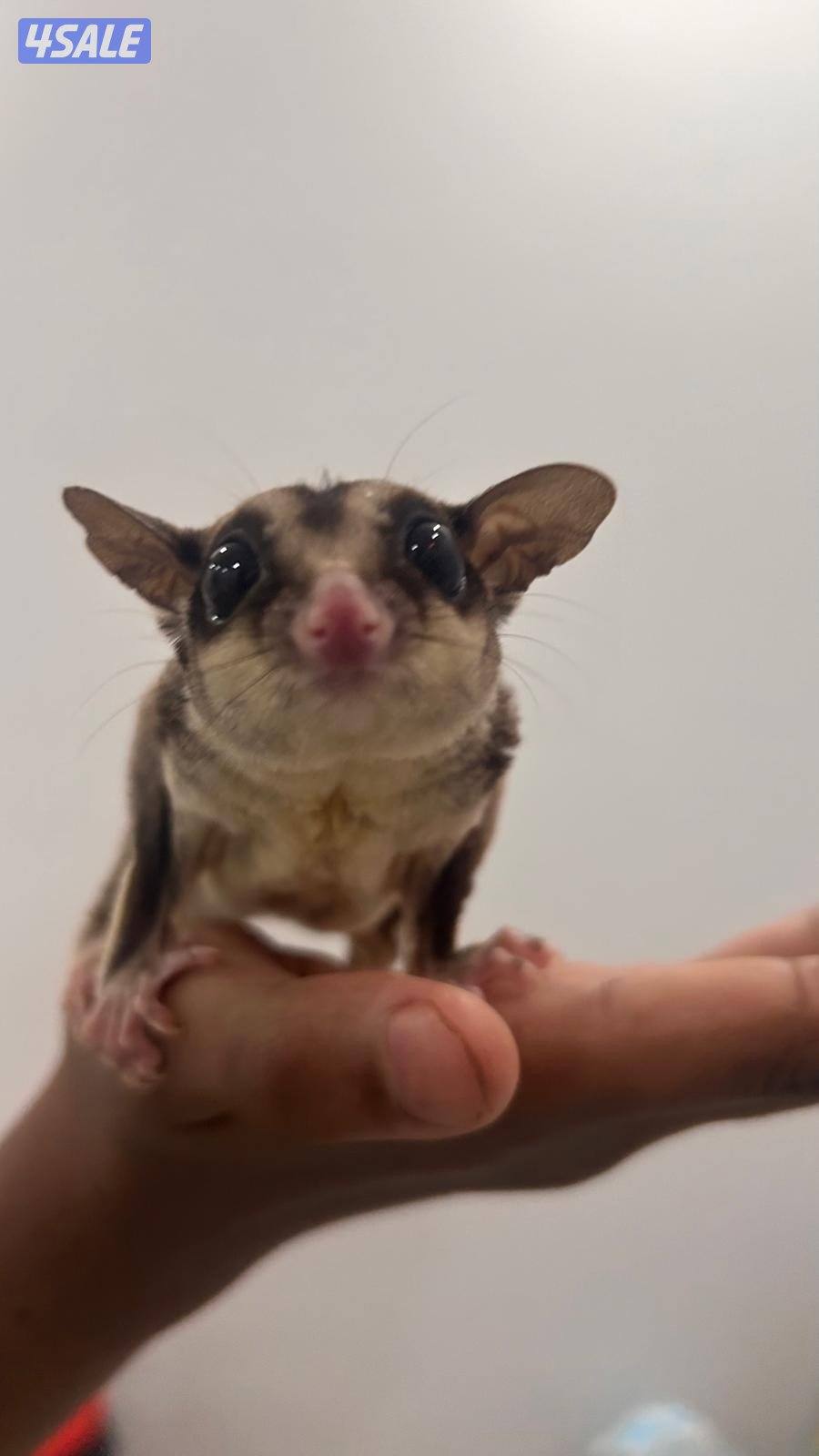 شوقر قلايدر +جميع مستلزماتهم.            sugar glider.2+ all equipment4