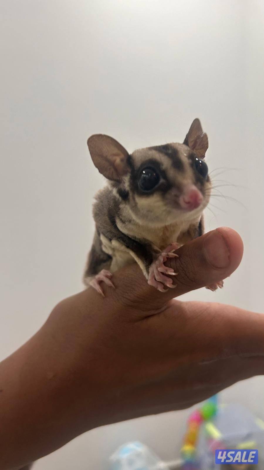 شوقر قلايدر +جميع مستلزماتهم.            sugar glider.2+ all equipment5