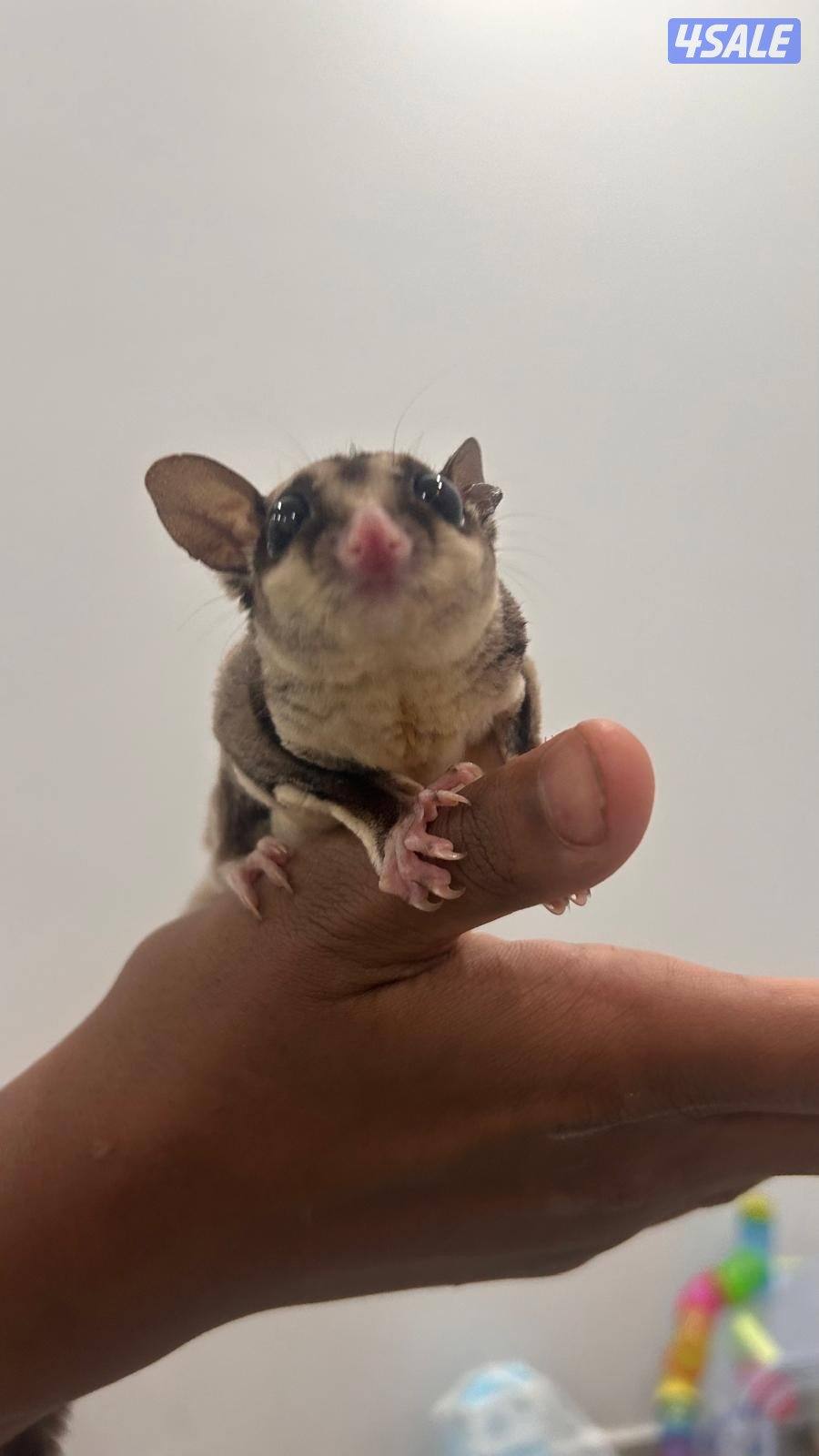 شوقر قلايدر +جميع مستلزماتهم.            sugar glider.2+ all equipment6
