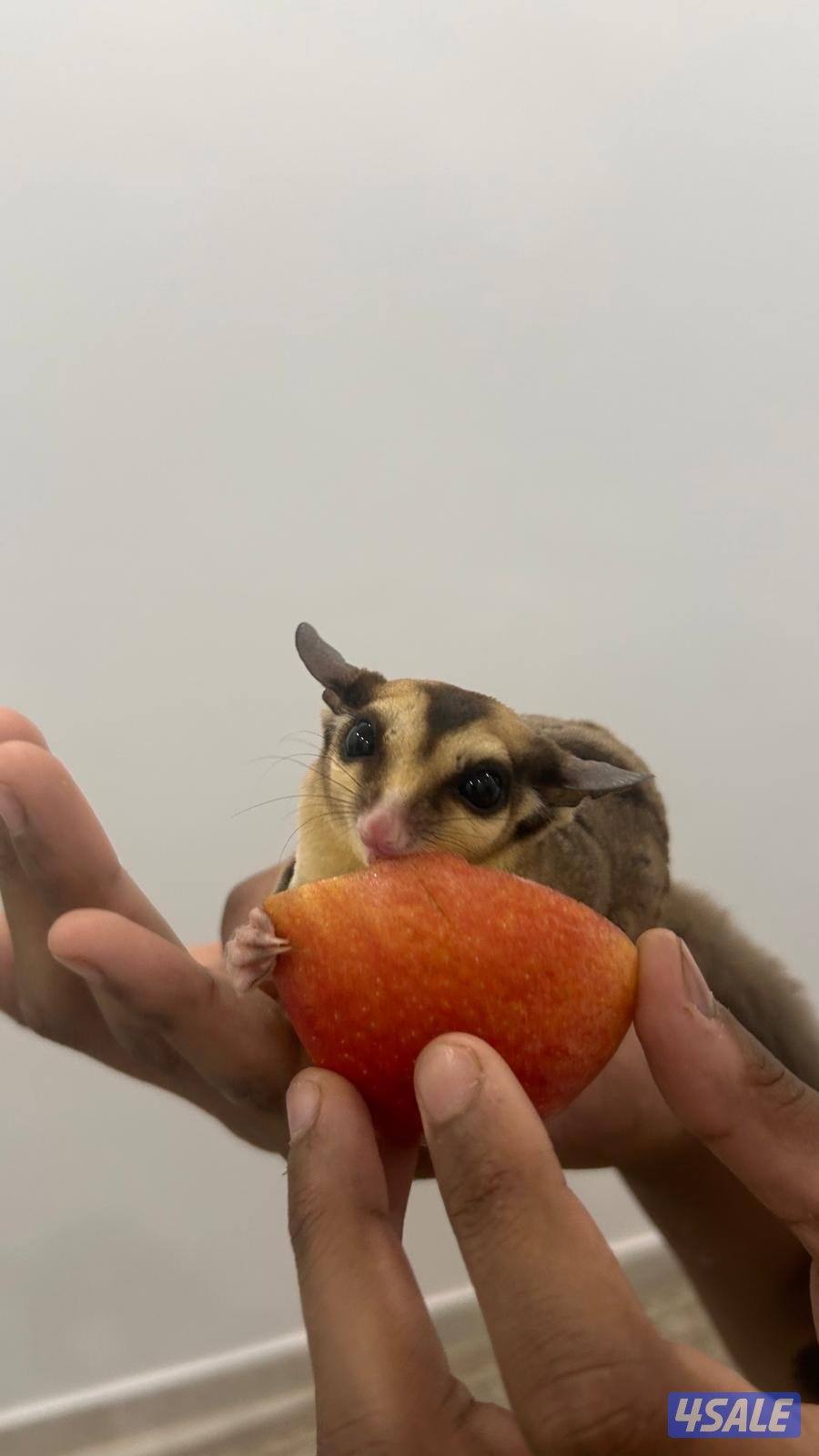 شوقر قلايدر +جميع مستلزماتهم.            sugar glider.2+ all equipment7